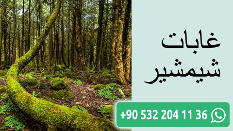 غابات شيمشير